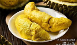 猫山王,猫山王榴莲的独特魅力